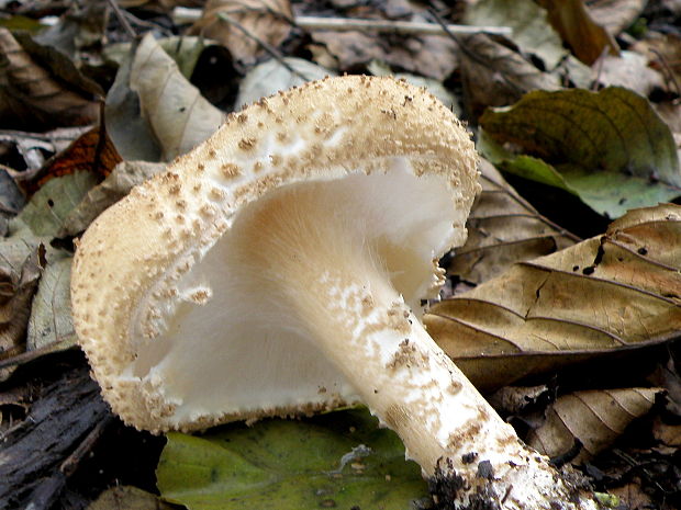 bedlička bodľavá Echinoderma perplexum (Knudsen) Bon