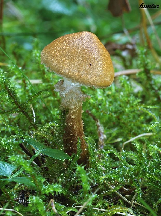 zrnivka okrová Cystoderma amianthinum (Scop.) Fayod
