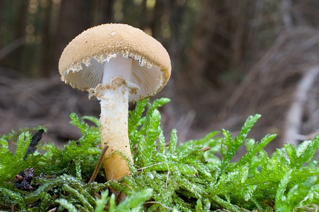 zrnivka Cystoderma sp.