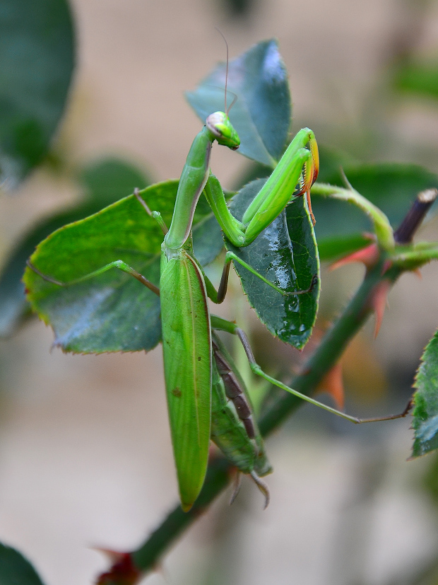 Modlivka zelená Mantis religiosa
