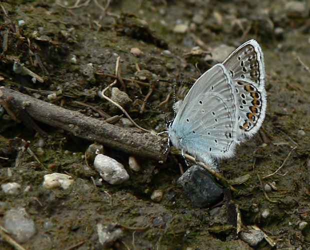 modráčik lucernový a čiernoobrúbený Cupido decoloratus et Plebeius argus