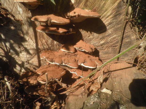 lesklokôrovka plochá Ganoderma applanatum (Pers.) Pat.