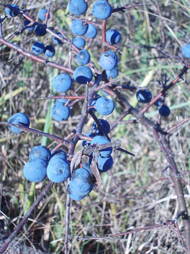 trnky Prunus spinosa L.