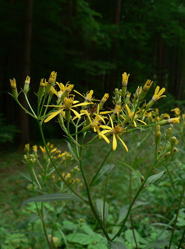 starček vajcovitolistý - starček fuchsův Senecio ovatus (P. Gaertn., B. Mey. et Scherb.) Willd.