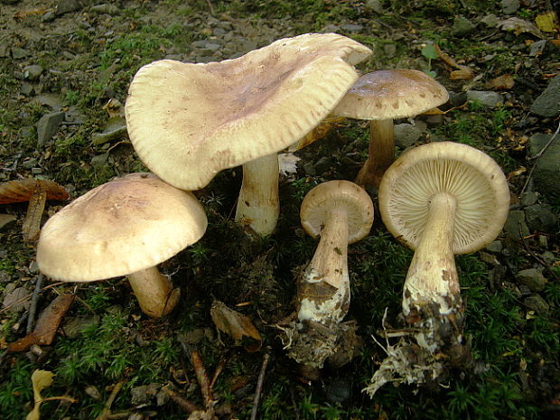 čírovka plavohnedá Tricholoma fulvum (Fr.) Bigeard & H. Guill.