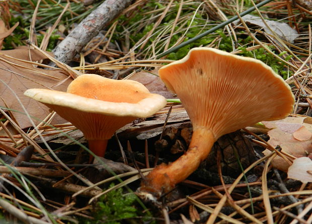 líška oranžová  Hygrophoropsis aurantiaca
