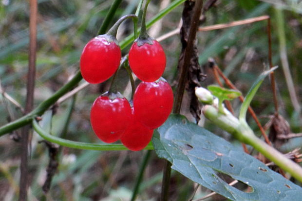 ľulok sladkohorký Solanum dulcamara L.
