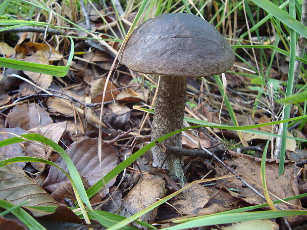 kozák hrabový Leccinum pseudoscabrum (Kallenb.) Šutara