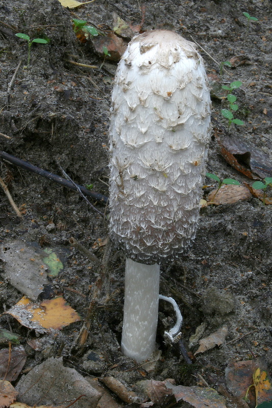 hnojník obyčajný Coprinus comatus (O.F. Müll.) Pers.