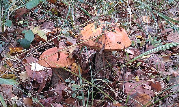 kozák osikový leccinum rufum