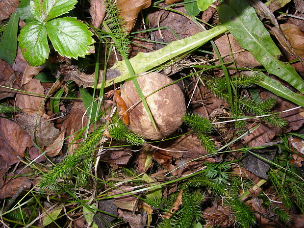 kozák topoľový Leccinum duriusculum (Schulzer ex Kalchbr.) Singer