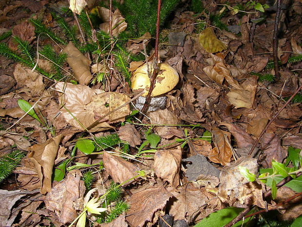 kozák žltooranžový Leccinum versipelle (Fr. & Hök) Snell