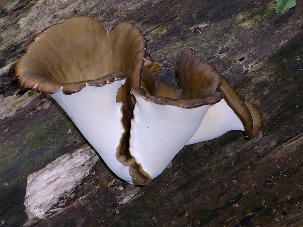 trúdnik tmavohlúbikový Ryoporus badius