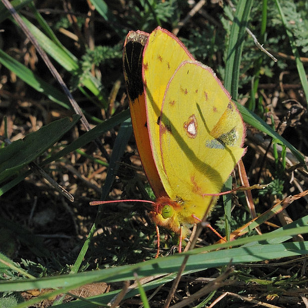 žltáčik vičencový   Colias crocea