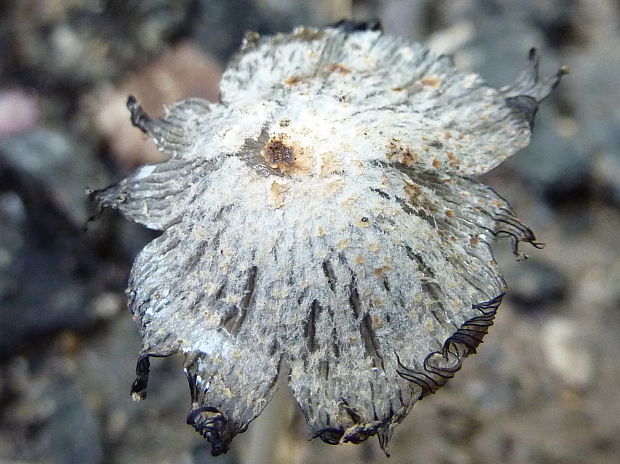 hnojník klenutý Coprinopsis gonophylla (Quél.) Redhead, Vilgalys & Moncalvo