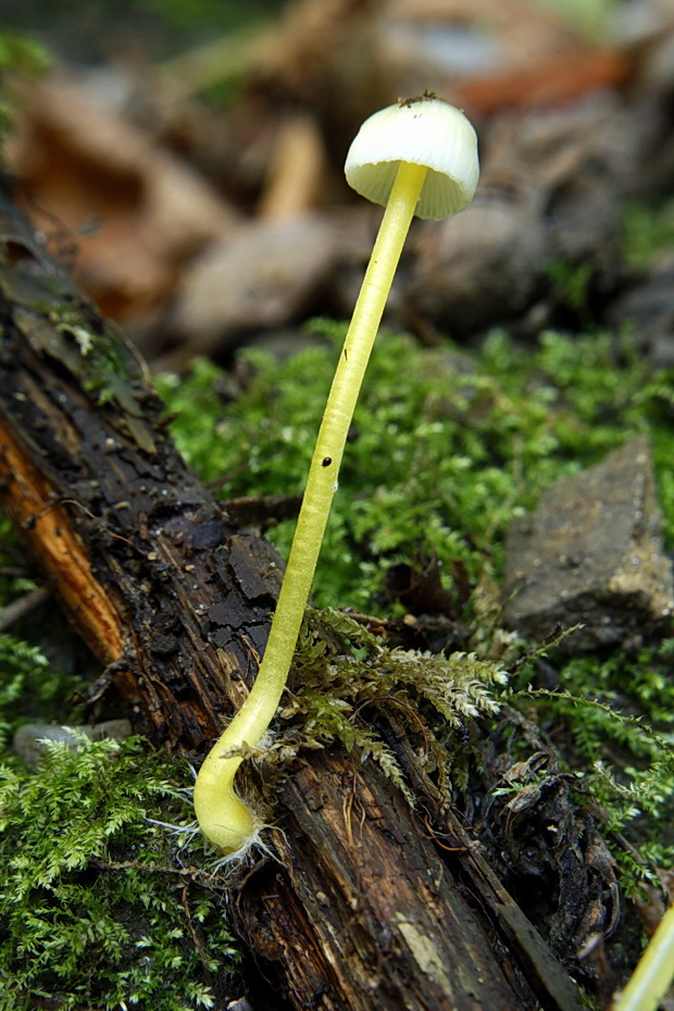 prilbička slizká Mycena epipterygia (Scop.) Gray
