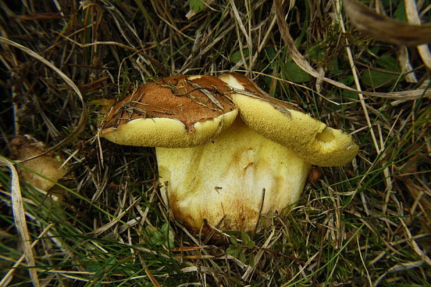 masliak kopcový Suillus collinitus (Fr.) Kuntze