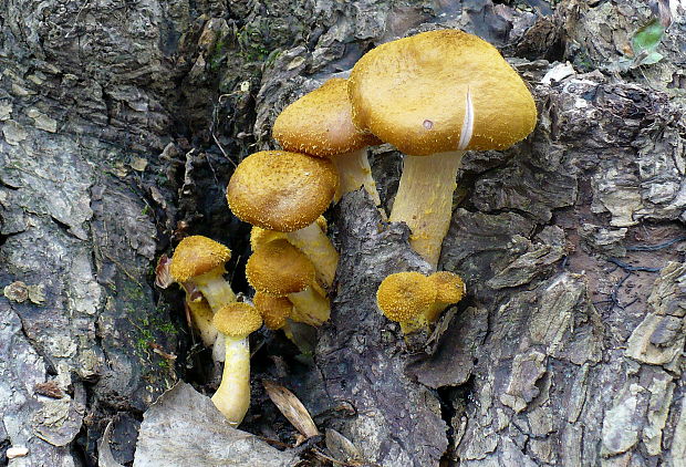 podpňovka žltá Armillaria gallica Marxm. & Romagn.