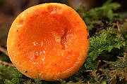 líška oranžová
