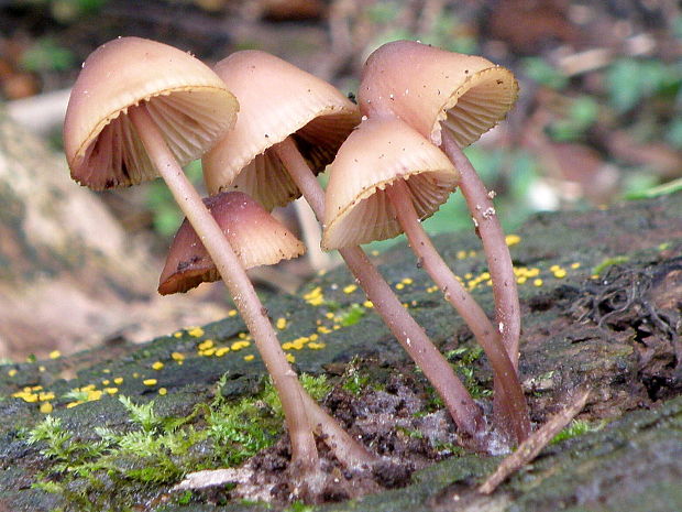 prilbička krvavomliečna Mycena haematopus (Pers.) P. Kumm.
