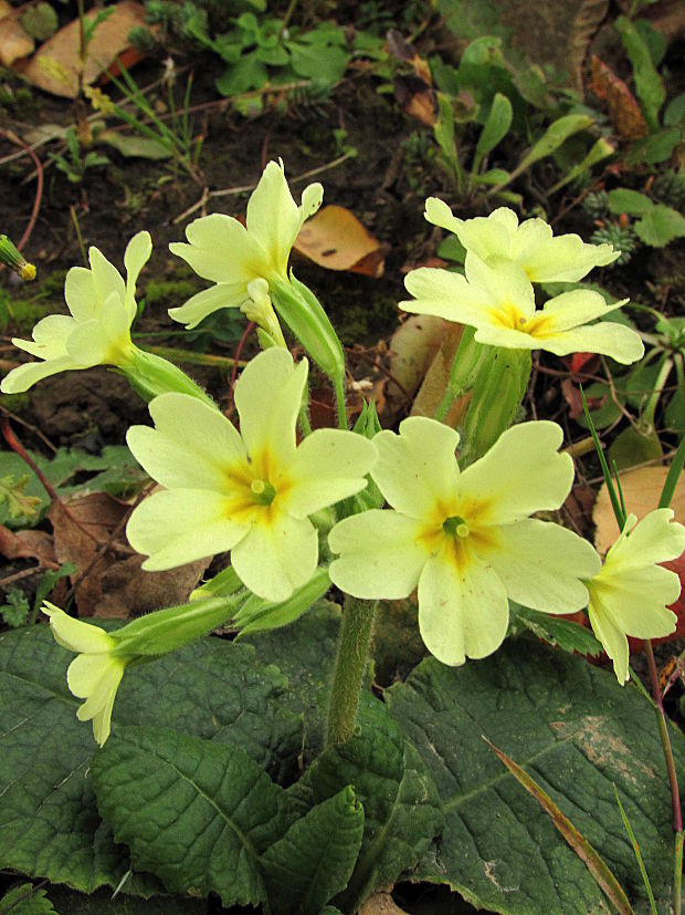 prvosienka bezbyľová-prvosenka bezlodyžná  Primula acaulis (L.) L.