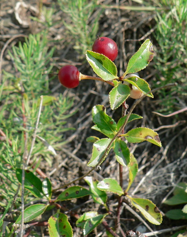 čerešňa krovitá Cerasus fruticosa Pall.