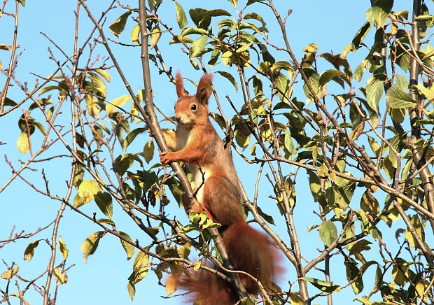 veverica stromová Sciurus vulgaris