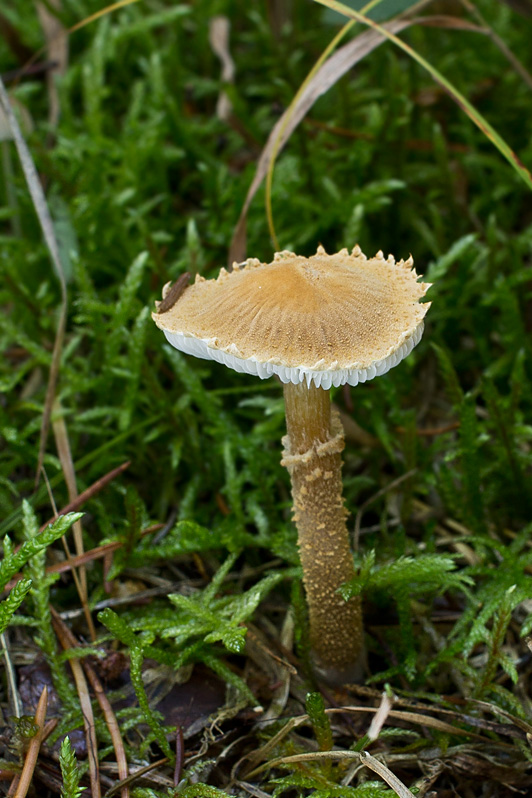 zrnivka okrová Cystoderma amianthinum (Scop.) Fayod
