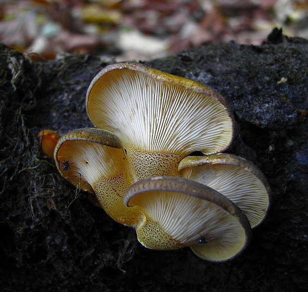 pňovka neskorá Sarcomyxa serotina (Pers.) P. Karst.