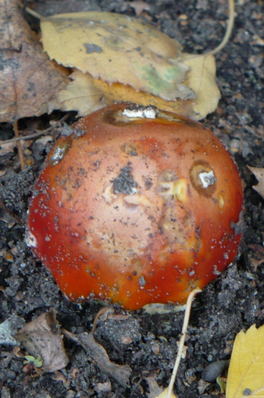 muchotrávka červená Amanita muscaria (L.) Lam.