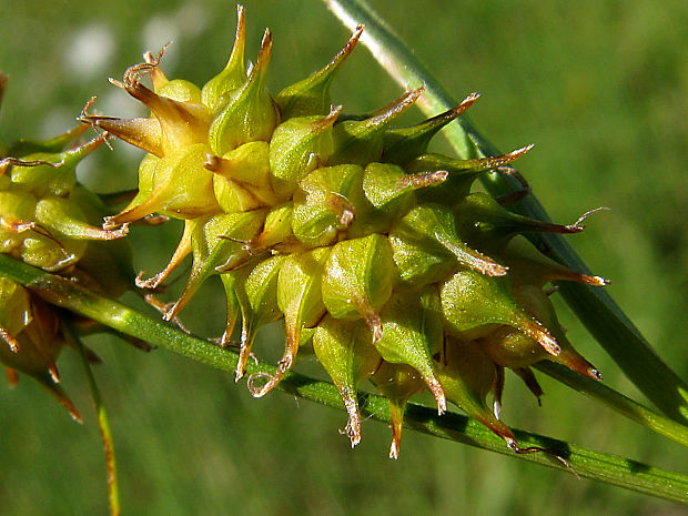 ostrica šupinatoplodá Carex lepidocarpa Tausch