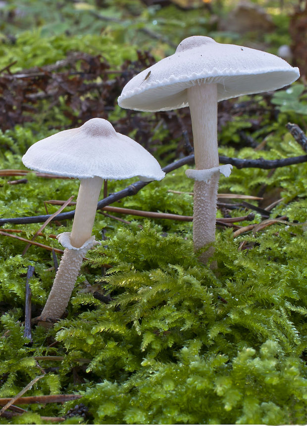 zrnivka páchnuca Cystoderma carcharias (Pers.) Fayod