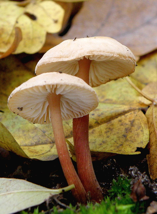 peniazovka červenohlúbiková Gymnopus erythropus (Pers.) Antonín, Halling & Noordel.