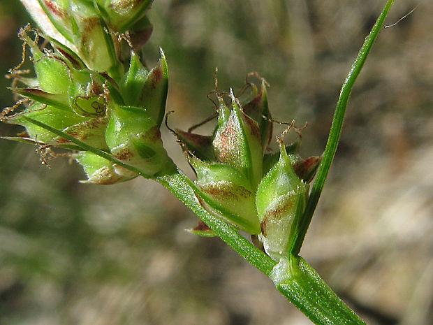ostrica guľkoplodá Carex pilulifera L.