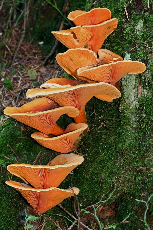 líška oranžová Hygrophoropsis aurantiaca (Wulfen) Maire