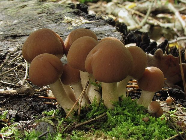 drobuľka trsovitá Psathyrella multipedata (Peck) A.H. Sm.