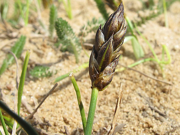 ostrica úzkolistá Carex stenophylla Wahlenb.