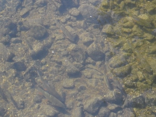 pohľad na ryby v rieke Nitra