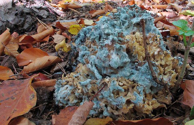 trichoderma Trichoderma sp.