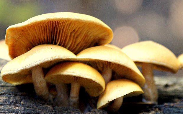 šupinovec nevoňavý Gymnopilus penetrans (Fr.) Murrill