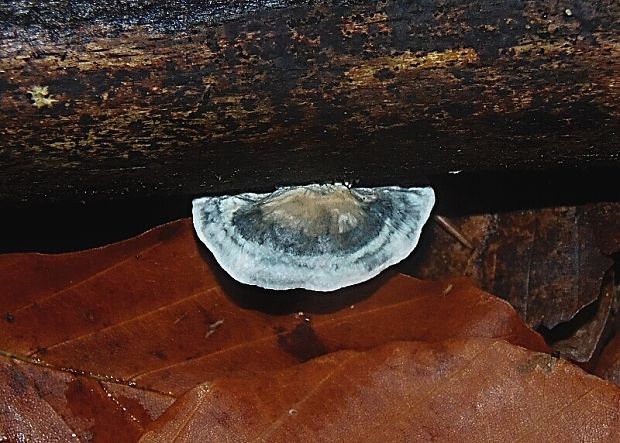 šťavnatec jelšový Oligoporus alni (Niemelä & Vampola) Piątek
