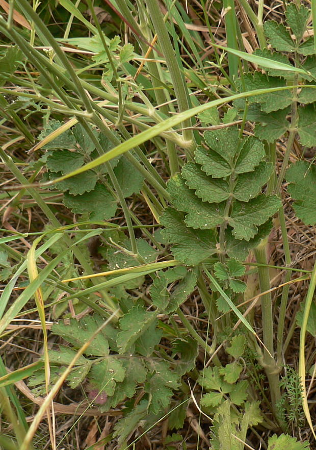 bedrovník lomikameňový Pimpinella saxifraga L.