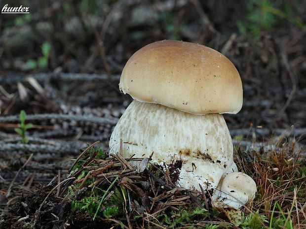 hríb smrekový Boletus edulis Bull.