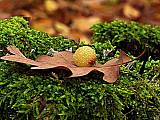 hrčiarka listová-žlabatka listová - duběnka