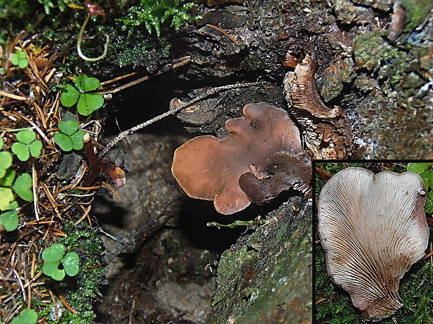 húževnatček bobrí Lentinellus castoreus (Fr.) Kühner & Maire