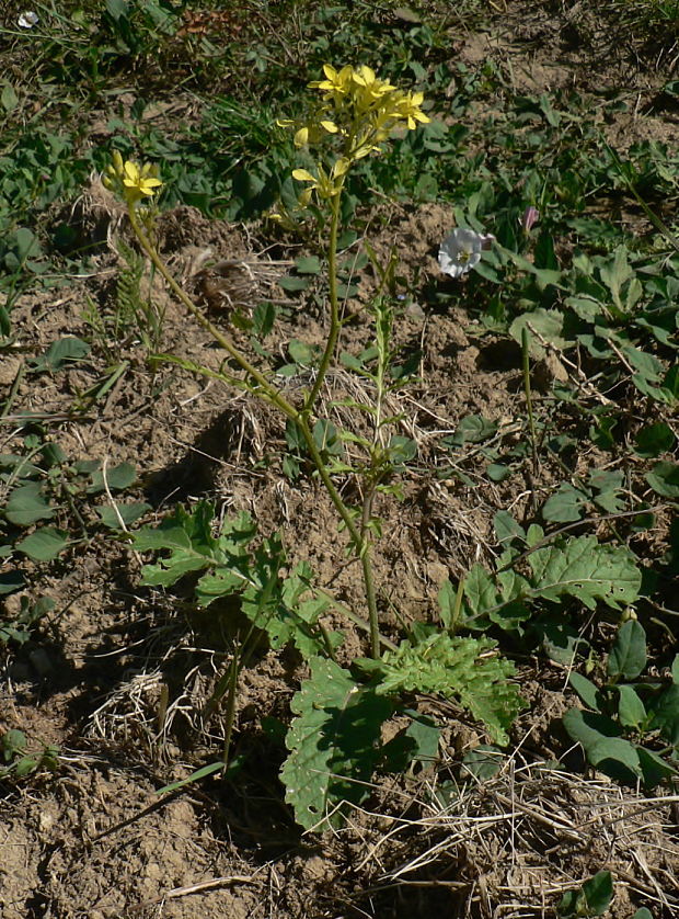 reďkevník potočníkolistý Erucastrum nasturtiifolium (Poir.) O. E. Schulz