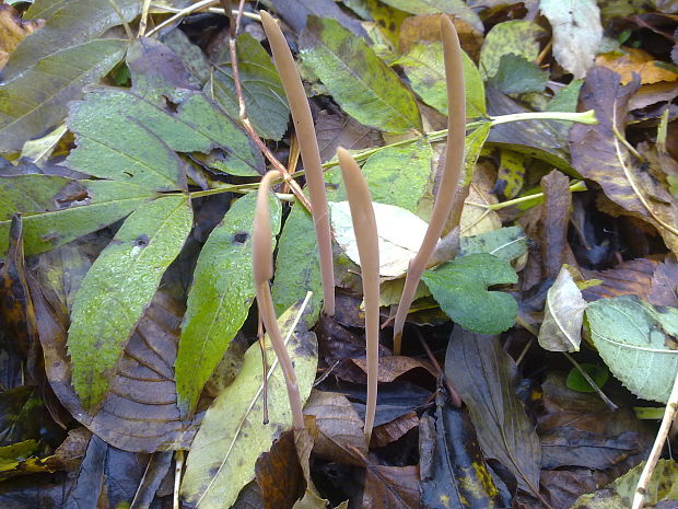 kyjovka rúrkovitá Macrotyphula fistulosa (Holmsk.) R.H. Petersen
