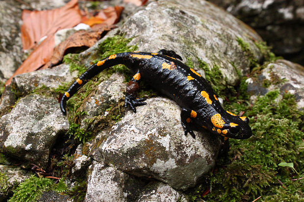 salamandra škvrnitá salamandra salamandra