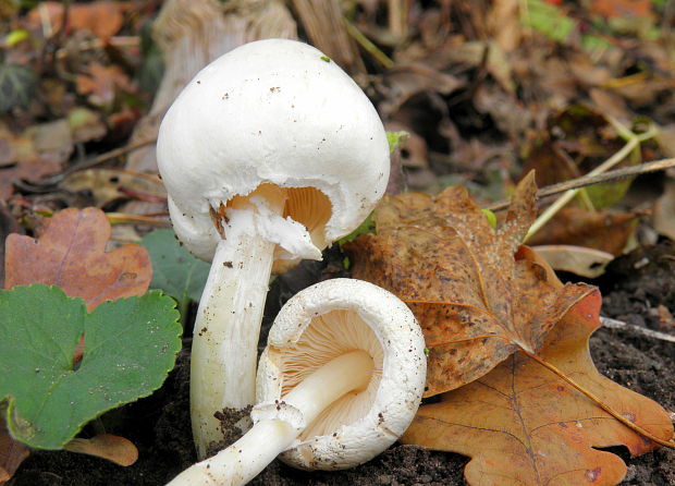 bedlica Leucoagaricus sp.