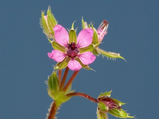 bociannik rozpukovitý Erodium cicutarium (L.) L